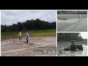 Traditional Paddy cultivation Sri Lanka(Rice) බිම් සකස් කිරීම,වී වැපිරීම සහ වී ඉසීම