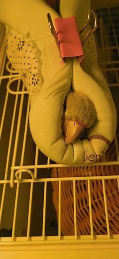 Adorable parrot learns to sleep in a cozy cotton nest in Henan, China