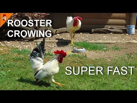Rooster Crowing Super Fast - Funny Fast Forward Crowing