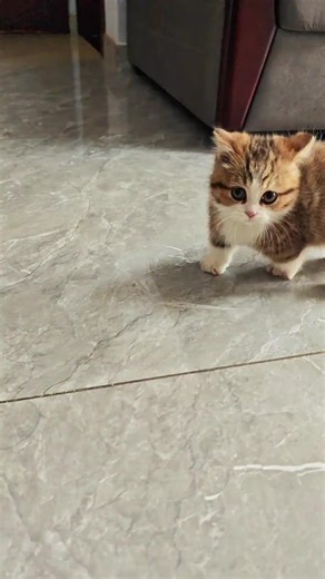 #fyp #pet #foryoupage | Pet