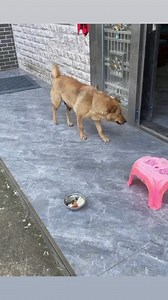 1.4M views · 31K reactions | Funny  #doggies #respect #fyp #fyp #pets #funnyreels #cat #dogs #facebookreels #reelsfb #fun #dog #funnydogs | Viral Prince | Facebook