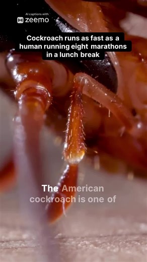 Incredible Speed of the American Cockroach Revealed