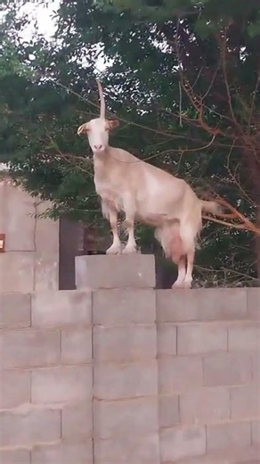 Көпті көрген ешкіма #animals #shorts #shortvideo