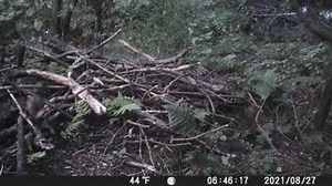 The polecat is member of the mustelid family, which includes the stoat, badger and otter, and is roughly the size of a ferret - its domesticated cousin. Until recently polecats were on the brink of extinction caused by persecution. However, the good news is they have been undergoing a recovery and can be found in rural Wales and parts of England. We have captured some great footage of them on the beaver enclosure trail cameras. | Cheshire Wildlife Trust