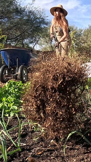 Keep that garlic happy by keeping up on weeding! #desertgarden #arizonagardening #organicgardener #garlic #growyourfood #fallgarden | Sow Arizona