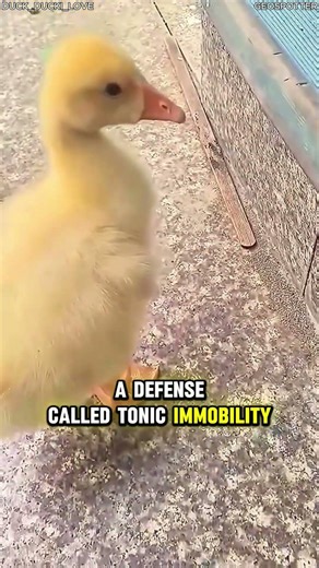 This Baby Duck Looks Dead But It's Actually a Genius Survival Trick #animalfacts #viral #facts