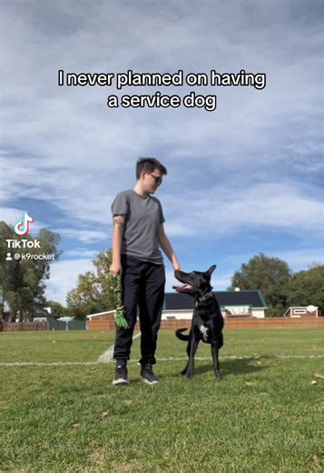 Understanding Reactive Dogs: Training for Service Roles