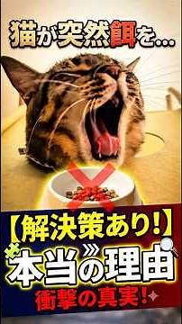 [You’re Missing Out If You Don’t Know This] The Real Reason Why Cats Suddenly Stop Eating! #Rescu...