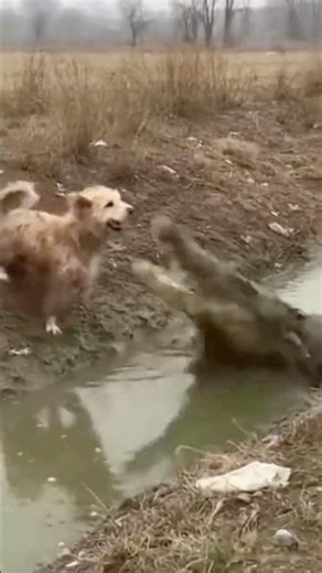 SHOCKING ANIMAL RESCUE! HIPPO CRUSHES CROCODILE TO SAVE IMPALA!! 😱