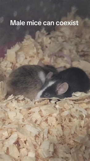 My two male fancy mice are inseparable! #petmice #fancymice #mice @🐀🍄♾️Pandas_Pipsqueaks♾️🍄🐁