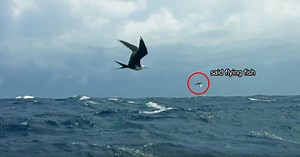 These Fish Literally Learned to Fly to Escape Predators and Now Birds are Eating Them