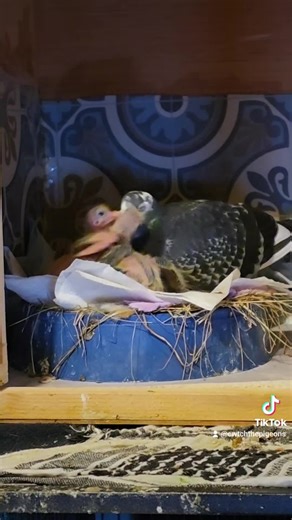 Cwtch The Pigeons (@cwtchthepigeons)’s videos with LABOUR - the cacophony - Paris Paloma