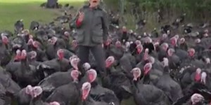 CNN reporter’s attempt to deliver a story from a field full of turkeys results in comedy gold