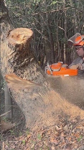 Felling a Giant Tree with a Husqvarna Chainsaw! | Tree Felling vol.8