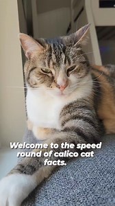 1.9K views · 14 reactions | Calico cat facts.  audio: thetwocrazycatladies #calico #catfacts #calicocatclub #calicocat #cats ##kittycat #cute #cutekitty #factsaboutcats | oreoandpumpkinspice | Facebook