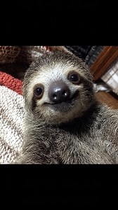 How cute | I Love Sloths