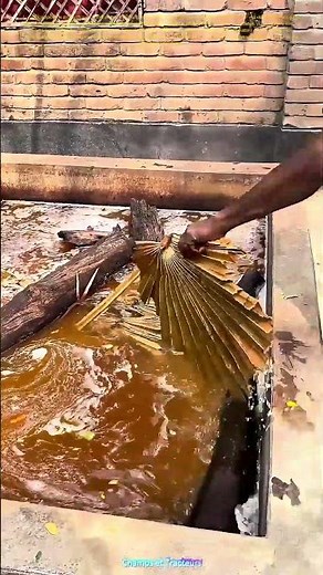 La création d'un éventail : Une fusion de nature et d'artisanat