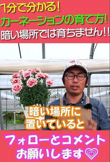 Mother's Day How to grow carnations #shorts 405 Gardening Beginners