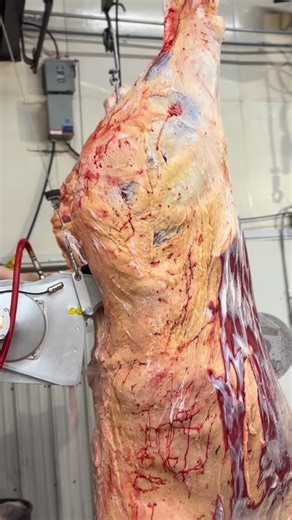 Yellowstone River Beef Inc. on Instagram: "Ending the year doing what we do best at YRB — processing cattle and providing you with local beef that was raised here — processed here — and is thoroughly enjoyed here. We are open our regular hours today from 8:00 am - 6:00 pm. Stop in for a fresh New Year’s Eve steak!🥩 Closed tomorrow all day (January 1, 2026) and then open regular hours Friday and Saturday. 📞701-577-6328 (MEAT) 💻www.yellowstoneriverbeef.com 📍6 East Dakota Parkway 🛣️Williston, 