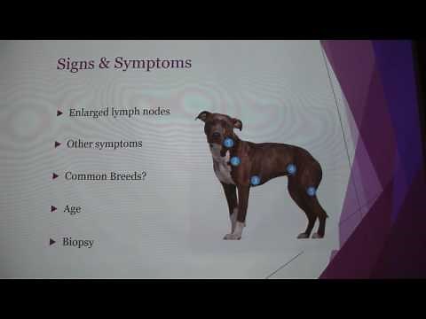 Canine Lymphoma