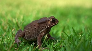 Asian common toad, duttaphrynus melanostictus vocal sac pulsated as it remained still on lush green grass, hopping away from the scene, macro wildlife close up shot | Premium Stock Video Footage