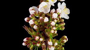 Free Background Videos: 4K & HD | No Watermark | Download Now