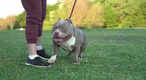 American bully pocket #BigdogsRomania #americanbully #americanbullypocket #extremebully #searchingforanewhome #stud | Gavrilescu Big Dogs Romania