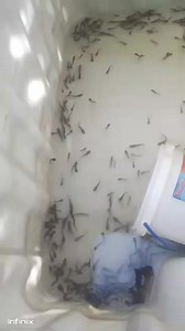 A successful supply and delivery of Catfish fingerlings consignment to our client in Lubumbashi Congo DRC. Fish farming our life | Lwanuel Enterprise Limited