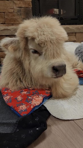 Grass Puppies on TikTok