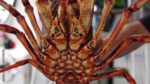 Fisherman holding and tagging live crayfish. Catching live Lobster in America. Fishing crayfish in Tasmania Australia. ready for chinese new year close up