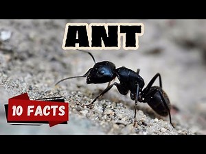 10 Fascinating Facts About Ants for Kids | Surprising Truths About One of Nature’s Hardest Workers