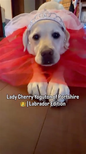 サクラ 🌸 Sakura Princess Lab on Instagram: "Sakura Princess Lab: Lady Cherry Yoguton of Portshire 👑 A Labrador debutante ready to present herself to the Queen. 🫖 Do you think I will be selected? 😌 Kids Tutu skirt & crown from @bigwaustralia — not sponsored. Create your noble name: Lord / Lady + Middle Name + what you drank + ton + of + street + shire #labradorretriever #labradorgram #labradorworld #labradorlifestyle #labradorcommunity"