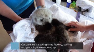 A tiny male sea otter pup — estimated to be just two to four weeks old credit: Vancouver Aquarium Marine Mammal Rescue Centre | Otter