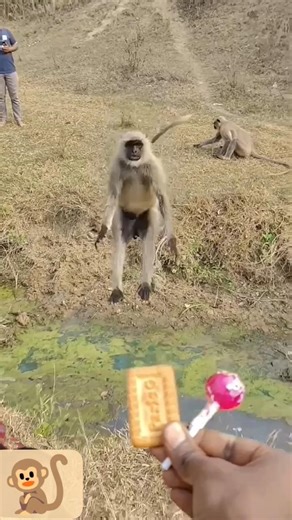 NEW Monkey Shorts Video - You Won't Stop Laughing! #shorts #monkey #viral #subscribe