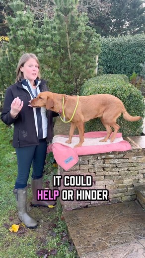 Every Labrador is different