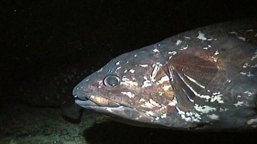 Why Do Coelacanths' Fins Look Like Legs? | Britannica