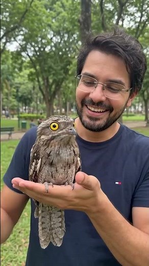Potoo Bird – The World's Creepiest Master of Camouflage! 😱🦉