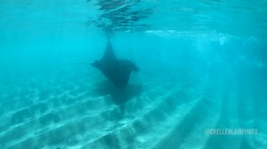 59K views · 326 reactions | Chelle Blais and Matt Smukall had this incredible close encounter with a gorgeous manta ray this morning just off of Shell Beach. Not a bad way to start the day at all! Bimini is such a special place! —— Video: @chelleblaisphoto using AxisGo | Bimini Biological Field Station - Shark Lab | Facebook