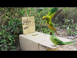 Best Creative Bird Trap Make from Cardboard