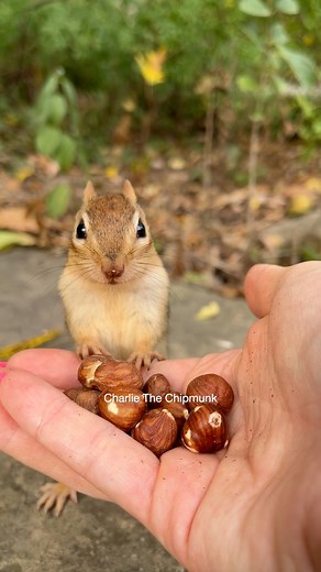 Just have one… #reels #cute #animals #chipmunk #charlie #nature #wildlife #unbelievable #intelligence | Charlie The Chipmunk