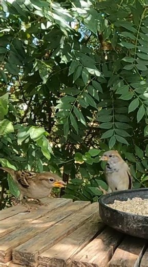 Altercation between two Sparrows #backyardbirds