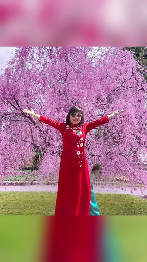 Spring Festival in Canberra Australian September 2024#spring #festival #flowers #canberra #september #2024 #anchaycuudiacau2024