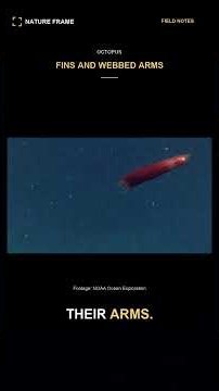 This Octopus Looks Like It's Flying