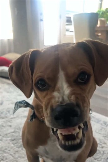 Speaking Dog Shares Heartwarming Moments
