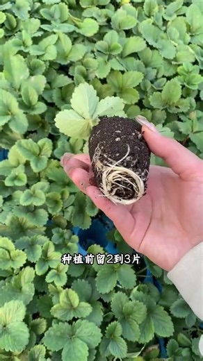 草莓種植教程 #草莓 #草莓種植 #種植小技巧 #種菜