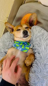 Carolina Animal Rescue & Adoption on Reels