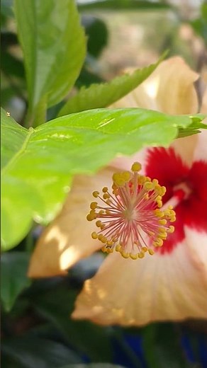 Nature’s Masterpiece: A Close-Up of Pink Hibiscus Petals