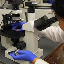 Video: Bioluminescence Imaging of an Immunocompetent Animal Model for Glioblastoma