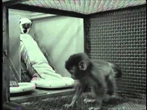 Here's a video of Harlow's experiments on monkeys! (cloth vs. wire mother)