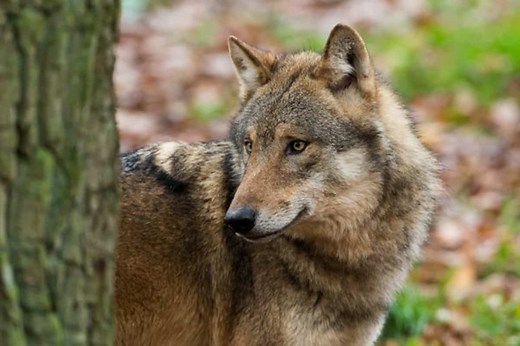 Referat Der Wolf - WWF Österreich